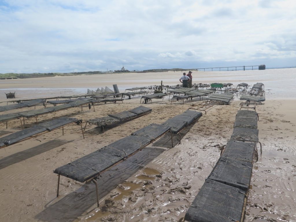 A series of trestle tables with black oyster bags on the shores of Spurn