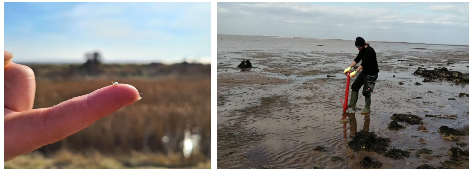 A tiny seagrass seedling and a scientist in wellies working to reestablish these plants in the muddy shores