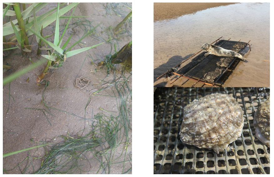 A composite image showing a close-up of seagrass, and an oyster and a visiting seal laid on an oyster trestle