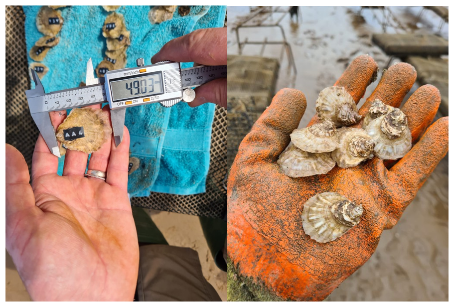 Image s of two year old oysters being measured for growth